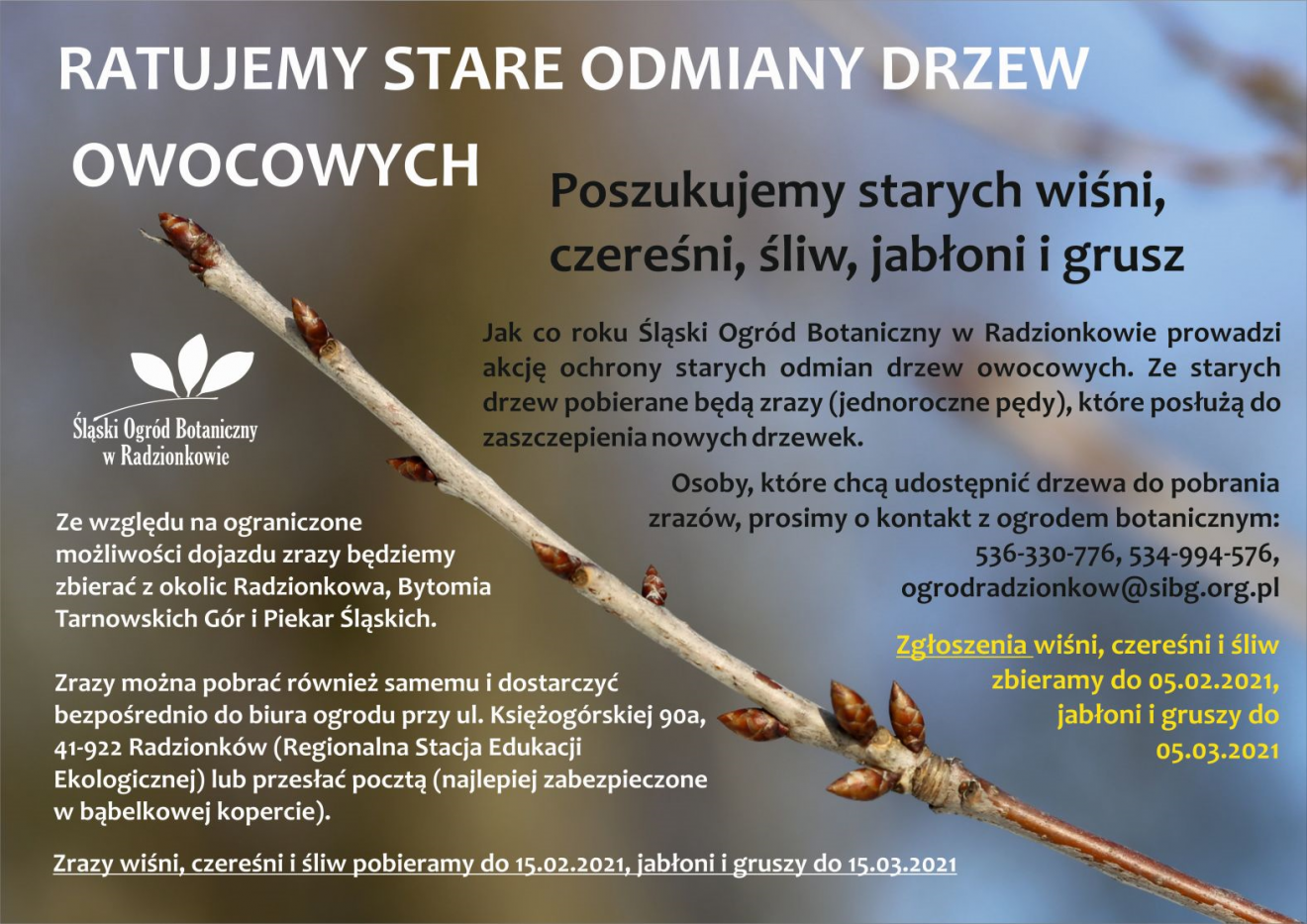 Szczepienie drzew owocowych